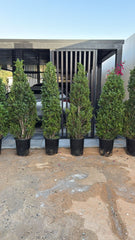 Ficus Nitida Cone (Ficus Nitida)