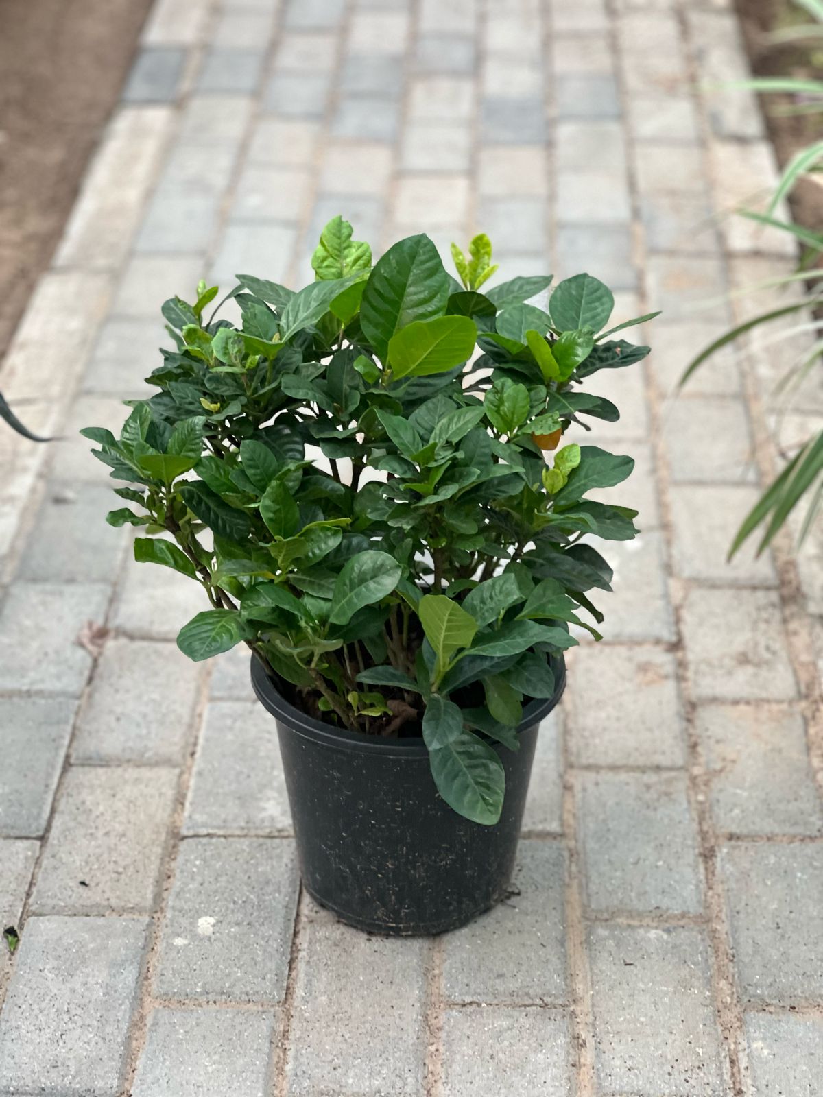 Gardenia
