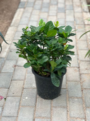Gardenia