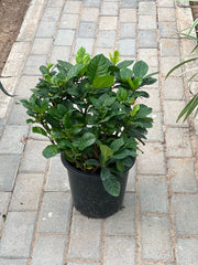 Gardenia