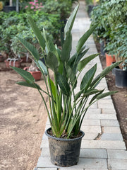 Bird Of Paradise