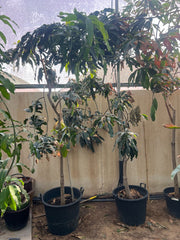 Mango Tree (Mangifera Indica)