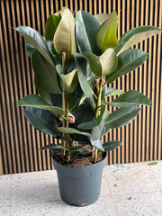 Rubber Plant