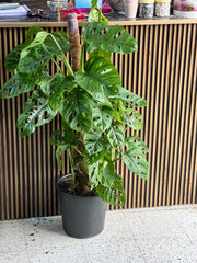 Monkey Monstera