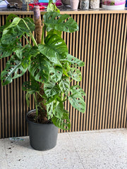 Monkey Monstera