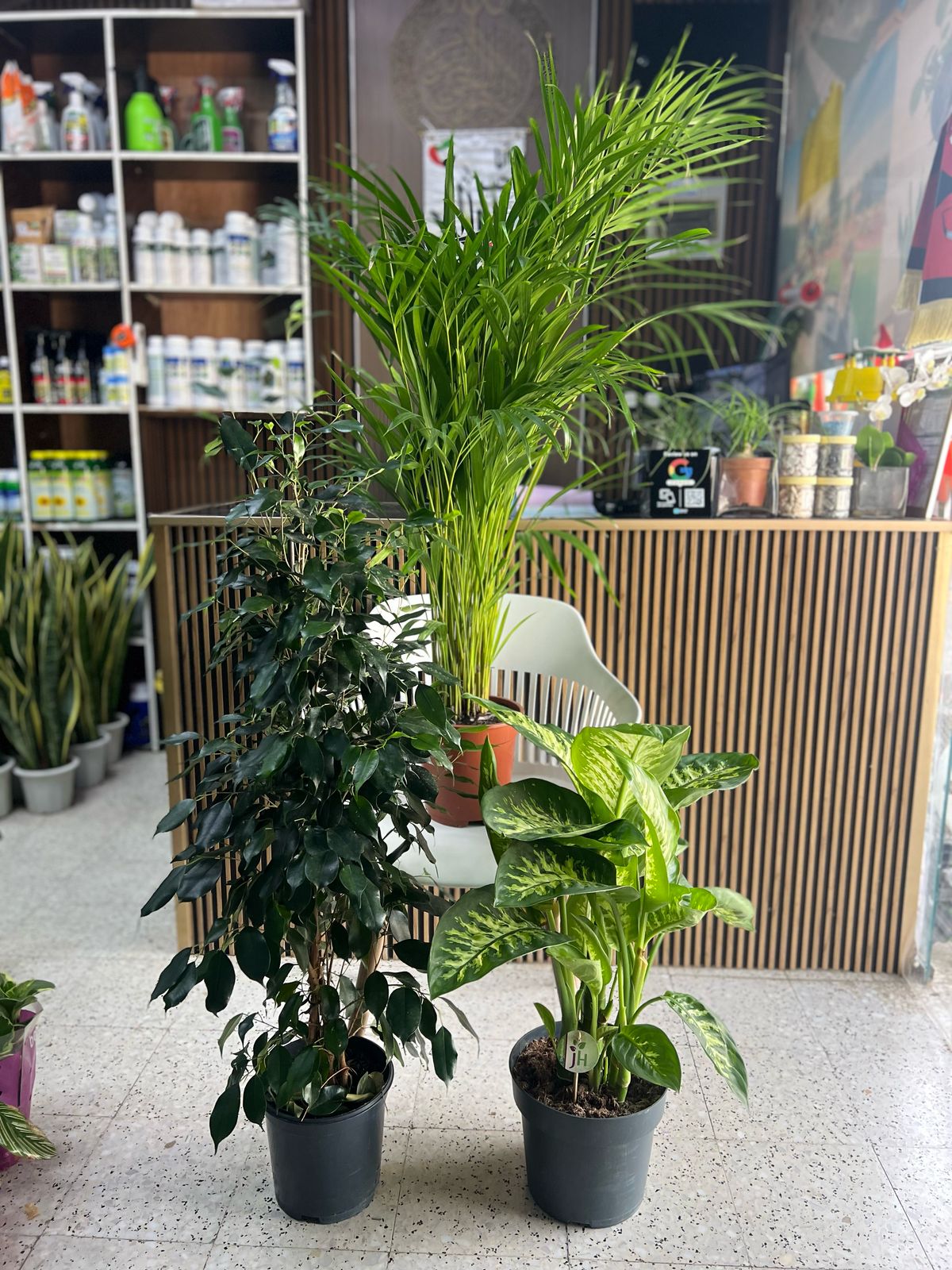 Popular indoor plants in Dubai