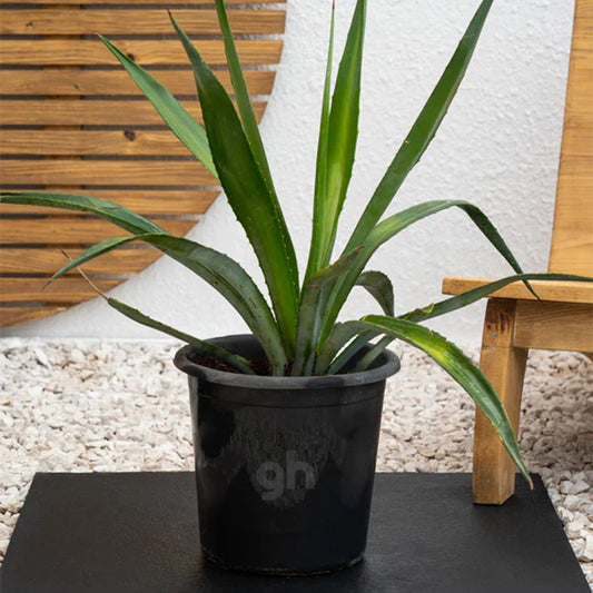 Agave