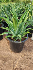 Agave