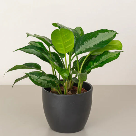 Aglaonema Pattaya Beauty
