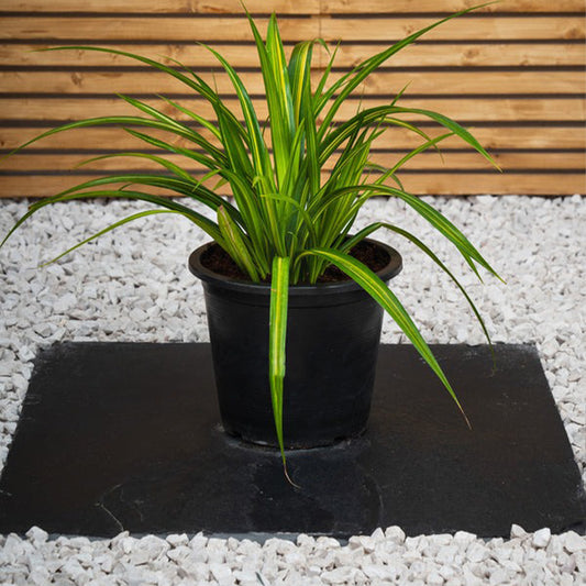 Variegated Pandanus