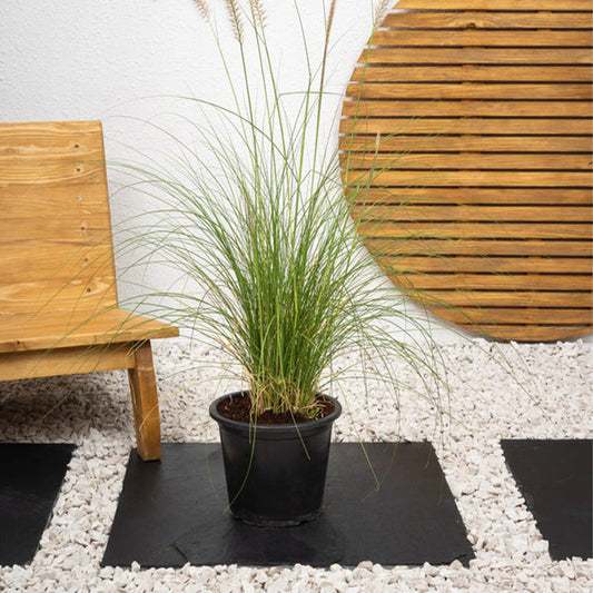 Green Fountain Grass