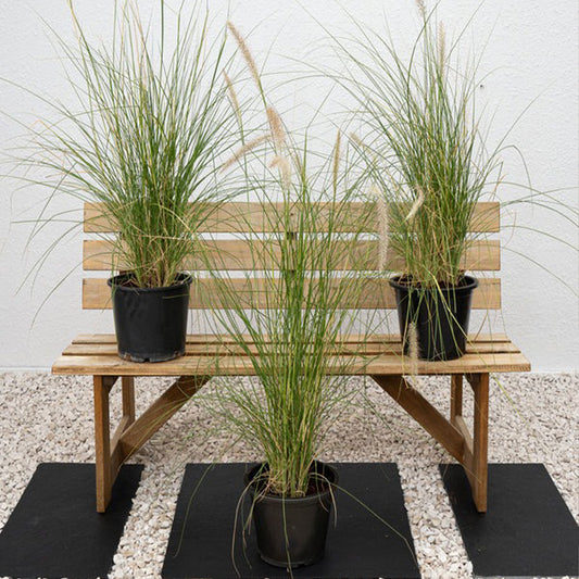Green Fountain Grass