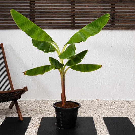 Banana Plant (Musa Paradisiaca)