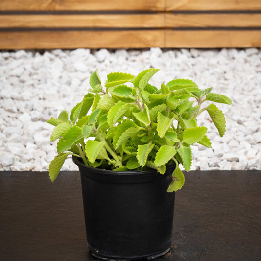 Ajwain
