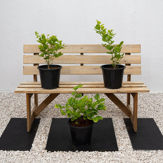 Arabian Jasmine