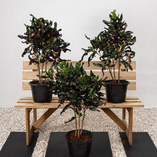 Curly Croton