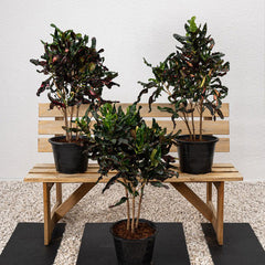 Curly Croton