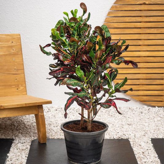 Curly Croton