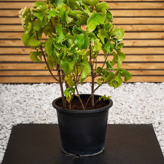 Acalypha Green