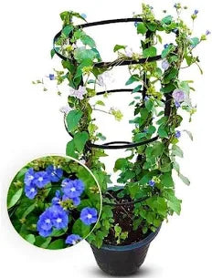 Healthy Jacquemontia Martii “Clustervine” plant with lush green foliage, featuring trailing vines and vibrant leaves from Plant House.