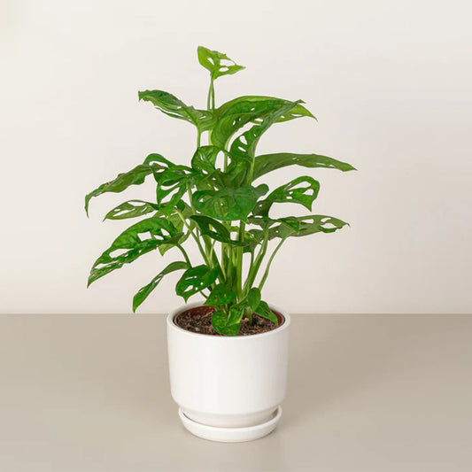 Monkey Monstera