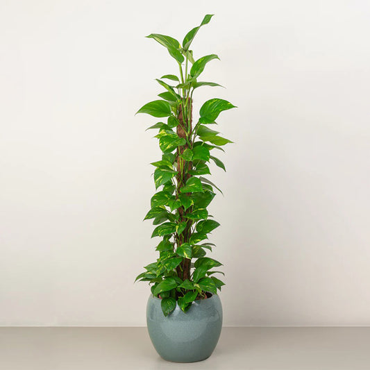 Money Plant