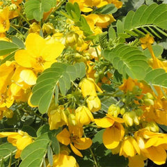 Healthy Sunshine Tree air purifying plant from Plant House, 0.8 to 1 meter tall, ideal for improving indoor air quality in Dubai.