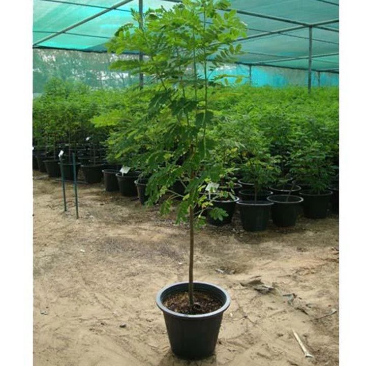 Healthy Sunshine Tree plant by Plant House, a top air-purifying plant in Dubai, with lush green leaves and tall growth.