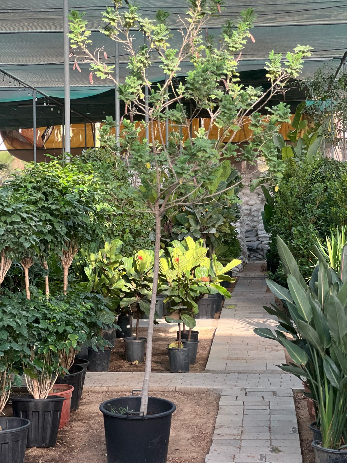 Sunshine Tree air purifying plant from Plant House, 0.8m tall, vibrant green foliage, ideal for improving indoor air quality in Dubai.