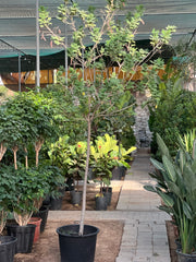 Sunshine Tree air purifying plant from Plant House, 0.8m tall, vibrant green foliage, ideal for improving indoor air quality in Dubai.