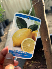 Lemon Tree plant from Plant House with lush green foliage and vibrant yellow lemons, approximately 1 to 1.2 meters tall.