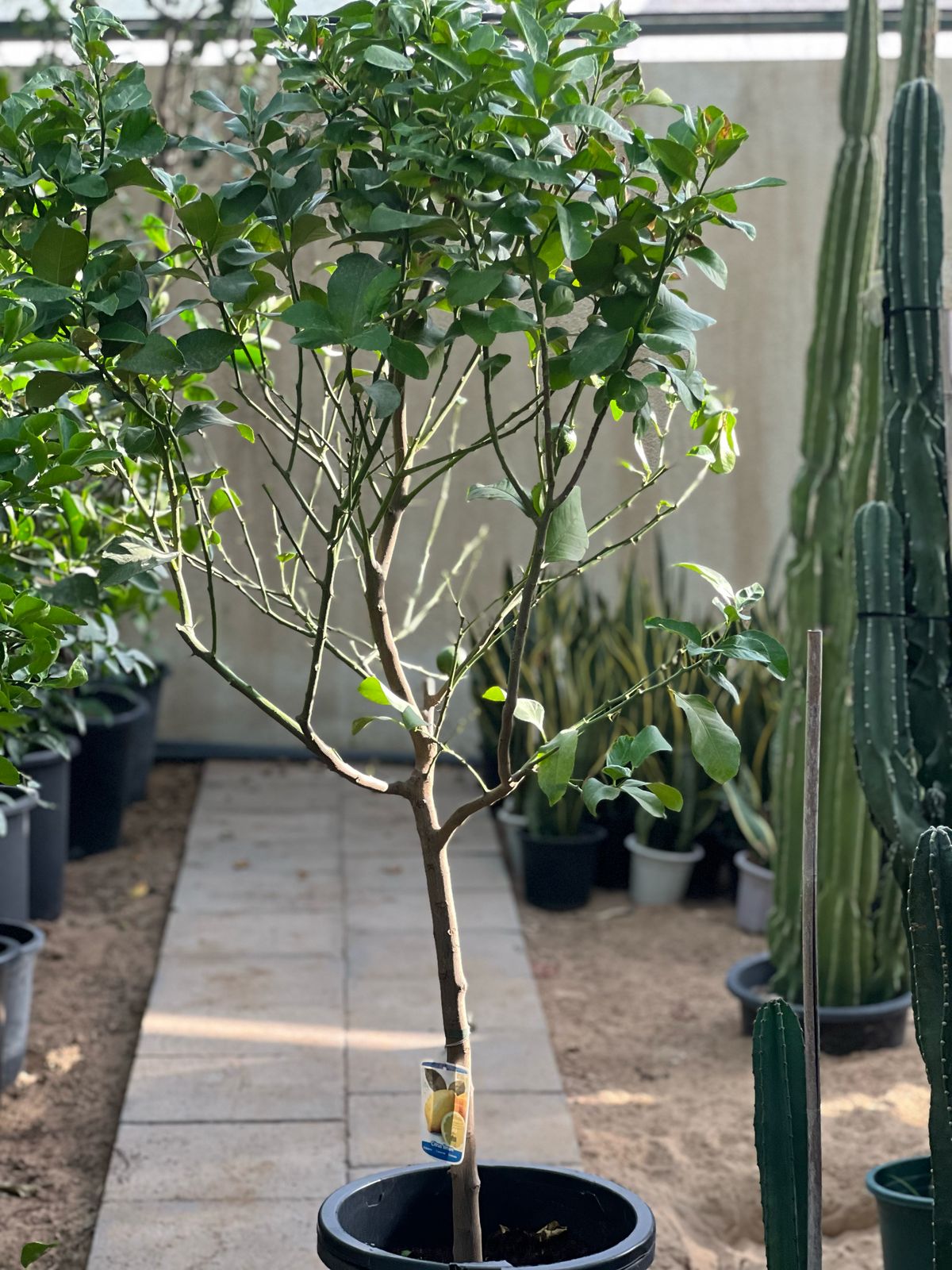 Lemon Tree plant by Plant House with lush green leaves and bright yellow lemons, 1 to 2 meters tall.