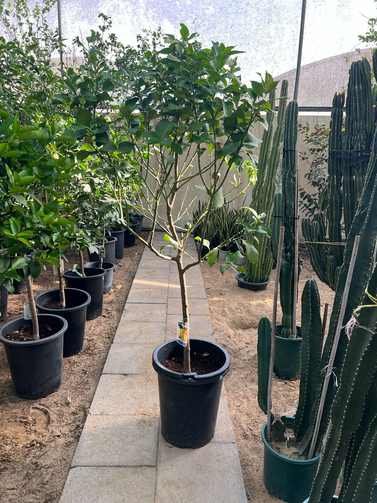 Lemon Tree (Citrus Lemon) plant from Plant House with lush green leaves and vibrant yellow lemons, approximately 1 to 1.2 meters tall.