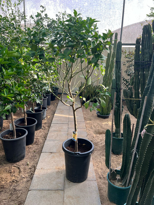 Lemon Tree plant from Plant House with lush green leaves and bright yellow lemons hanging on the branches.
