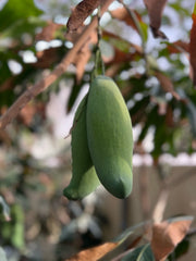 Healthy Mango Tree (Mangifera Indica) from Plant House, featuring lush green leaves and a sturdy trunk, approximately 1 to 2 meters tall.