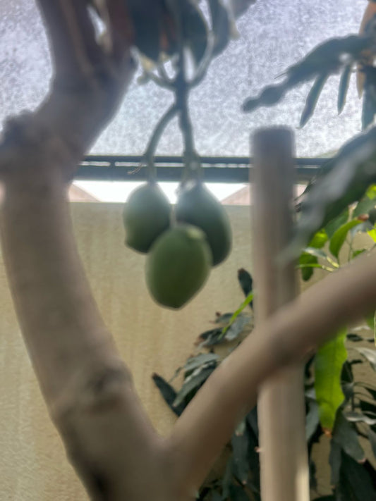 Healthy Mango Tree (Mangifera Indica) from Plant House, showing lush green foliage and mature branches in a garden setting.
