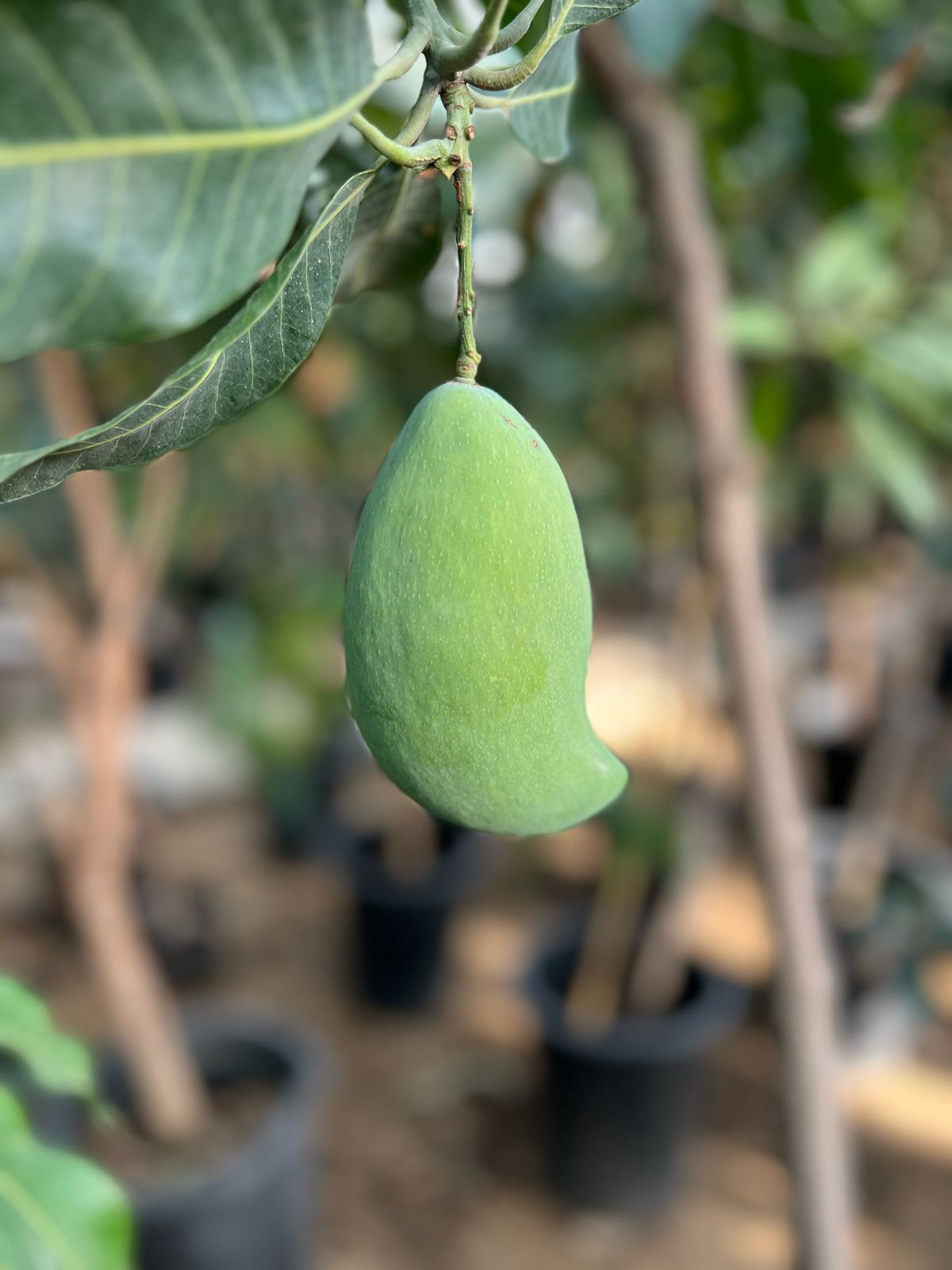 Healthy Mango Tree (Mangifera Indica) from Plant House, showing lush green foliage and a sturdy trunk, 1 to 1.2 meters tall.