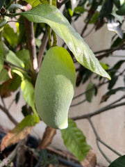 Healthy Mango Tree (Mangifera indica) from Plant House, 1 to 2 meters tall, lush green foliage and sturdy trunk.