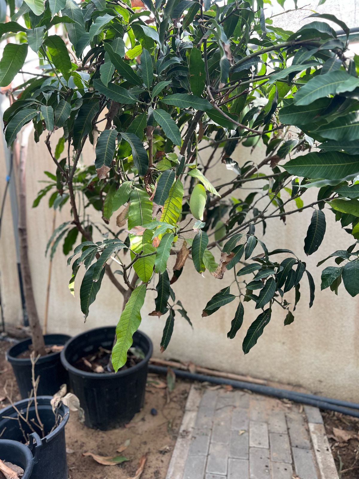 Healthy Mango Tree (Mangifera Indica) from Plant House, 1 to 2 meters tall, lush green foliage, potted indoor or outdoor plant.