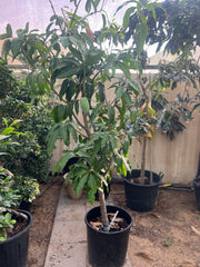 Healthy Mango Tree (Mangifera Indica) from Plant House, showing lush green leaves and a sturdy trunk in a natural setting.