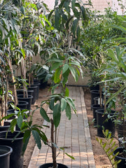 Healthy mango tree (Mangifera indica) plant from Plant House with lush green leaves, approximately 1 to 1.2 meters tall.