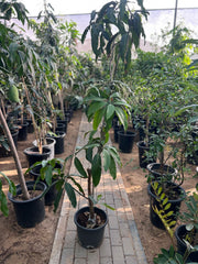 Healthy Mango Tree (Mangifera indica) plant from Plant House, approximately 1 to 2 meters tall, with lush green leaves.