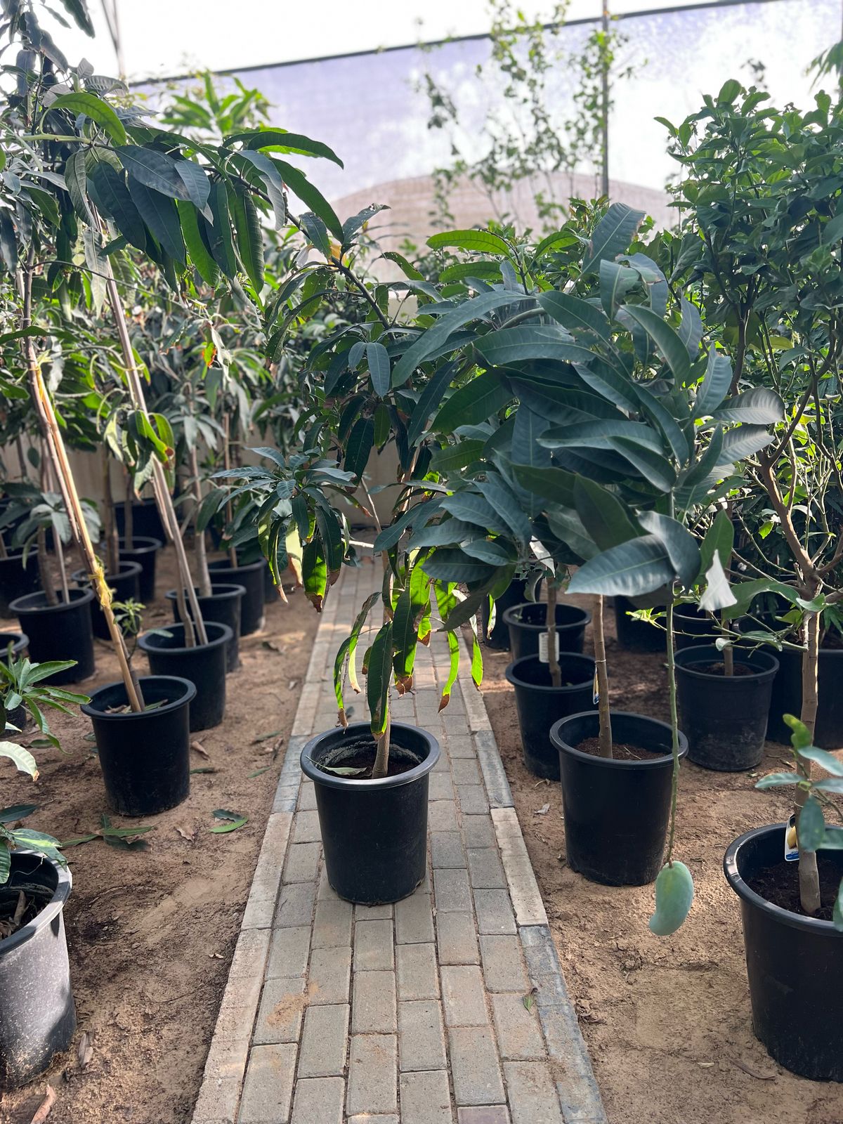 Healthy Mango Tree (Mangifera indica) from Plant House, featuring lush green foliage and a sturdy trunk, 1 to 2 meters tall.