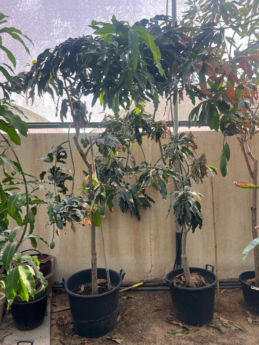 Healthy mango tree (Mangifera indica) from Plant House, featuring lush green foliage and a sturdy trunk, approximately 1 to 2 meters tall.