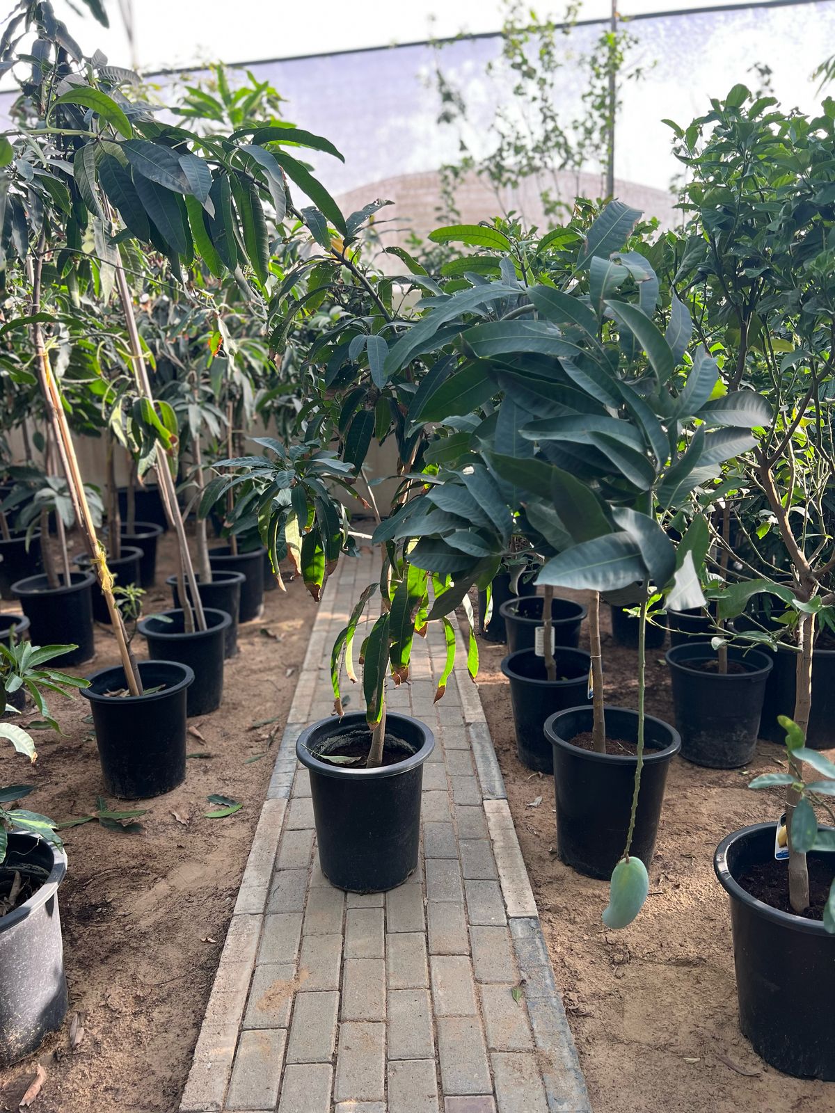 Healthy mango tree (Mangifera indica) from Plant House, showcasing lush green leaves and a sturdy trunk in a natural setting.