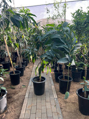 Healthy mango tree (Mangifera indica) from Plant House, showcasing lush green leaves and a sturdy trunk in a natural setting.