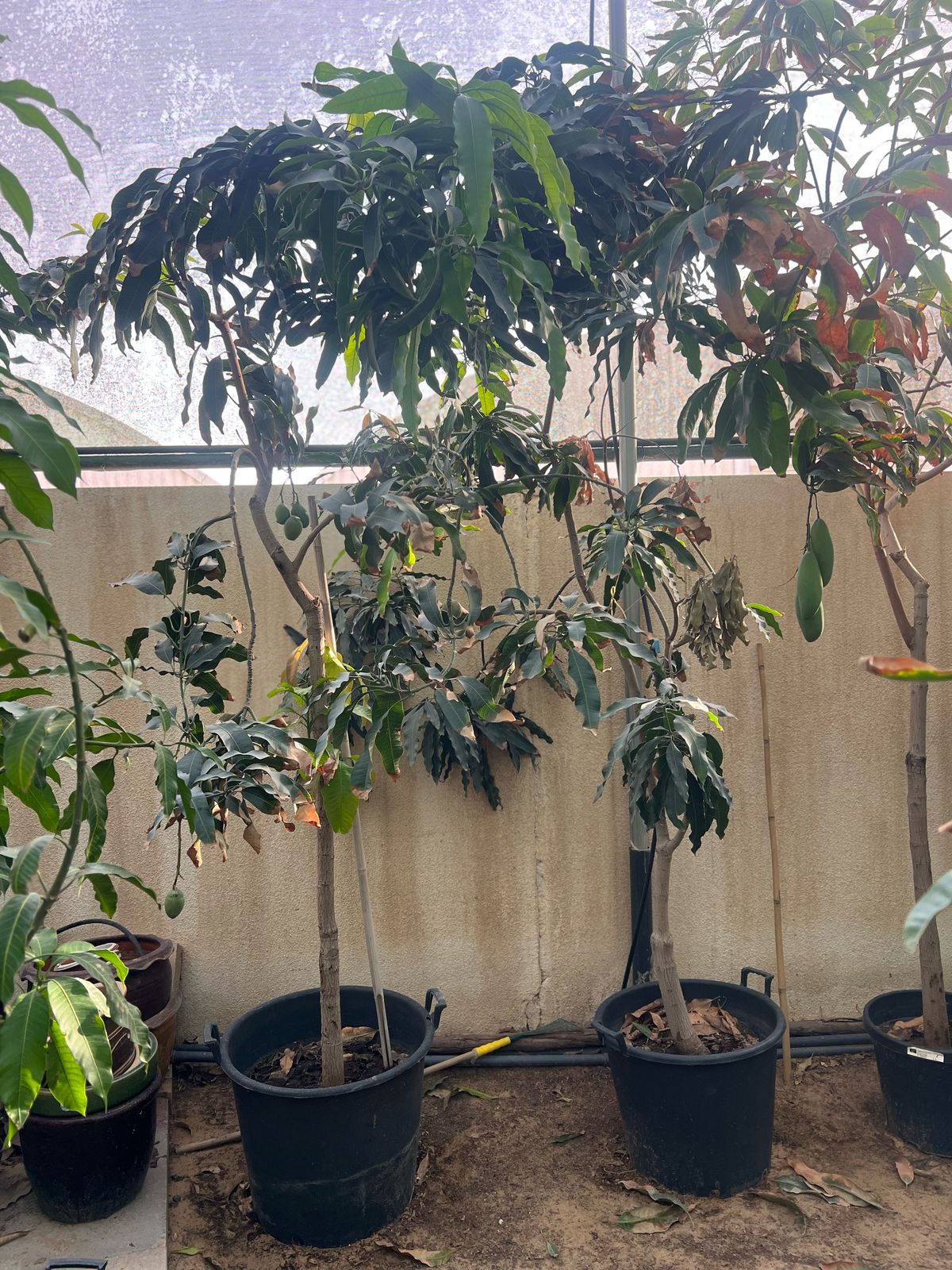 Healthy Mango Tree (Mangifera Indica) from Plant House, 1 to 2 meters tall, lush green foliage, potted indoor or outdoor plant.