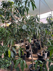Healthy Mango Tree (Mangifera indica) from Plant House, showing lush green foliage and a sturdy trunk.