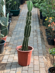 Peruvian Apple Cactus plant from Plant House, showing tall, green, spiny cactus with vibrant red fruit on top.