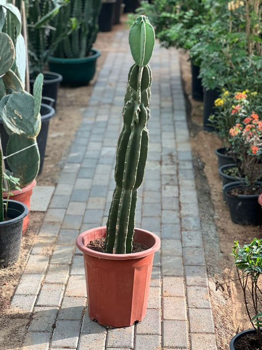 Peruvian Apple Cactus plant from Plant House, showcasing its green, spiny pads and vibrant fruit at the top.